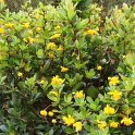 Berberis buxifolia 'Nana' P1A P12 P30 (2)